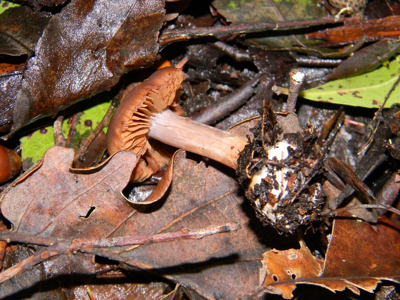 4) Fotogr.il 7.02.2014. sotto macchia Mediterranea