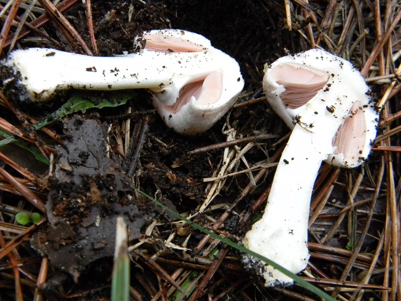 11) Fotogr.il 23.11.2014.sotto pineta marina con Leccio