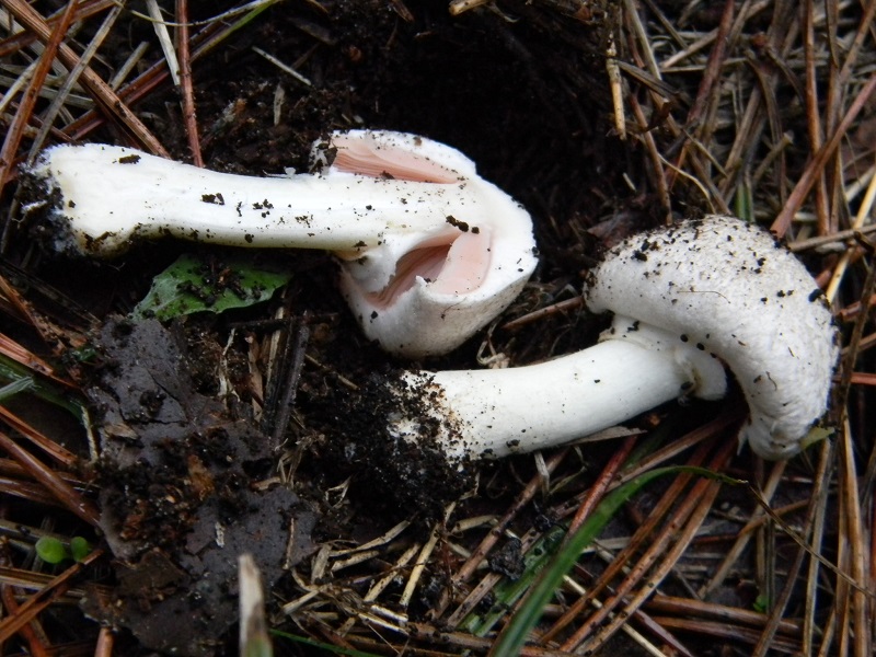 11) Fotogr.il 23.11.2014.sotto pineta marina con Leccio