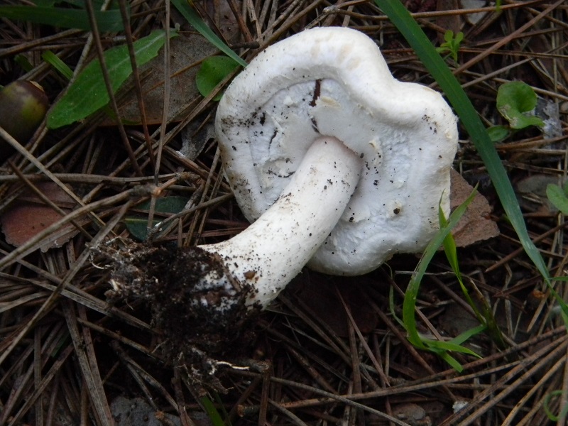 9) Fotogr.il 22.10.2016.sotto pineta marina con Leccio