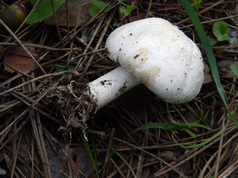 9) Fotogr.il 22.10.2016.sotto pineta marina con Leccio