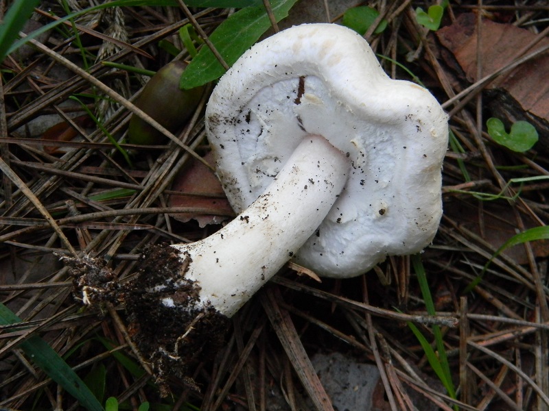 9) Fotogr.il 22.10.2016.sotto pineta marina con Leccio