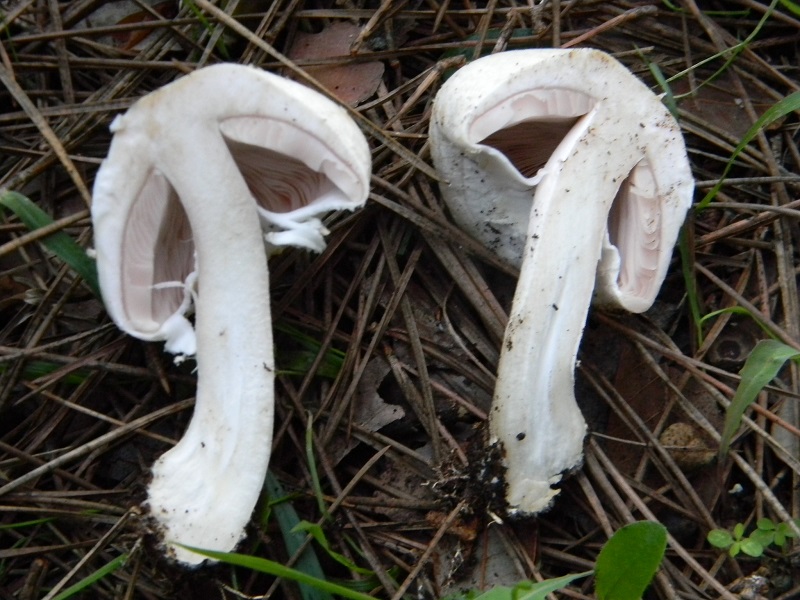 9) Fotogr.il 22.10.2016.sotto pineta marina con Leccio