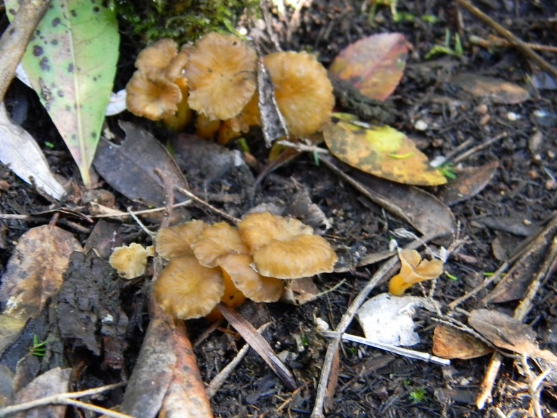 10) Fotogr.il 7.02.2014.sotto macchia Mediterranea