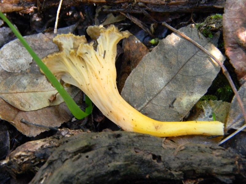10) Fotogr.il 7.02.2014.sotto macchia Mediterranea