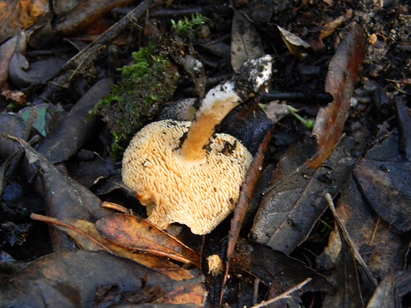 9) Fotogr. il 7.02.2014.sotto macchia Mediterranea