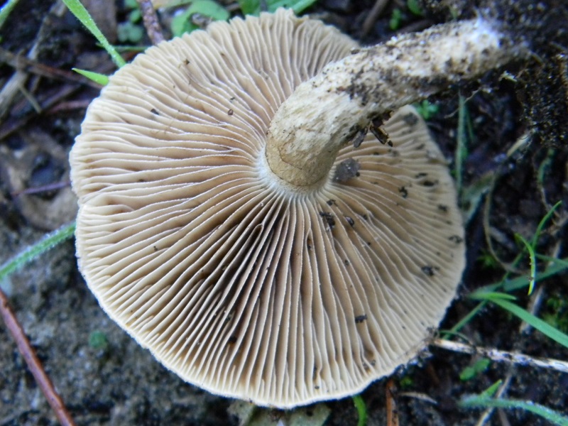 6)Fotogr.il 22.10.2016.sotto pineta marina con Leccio