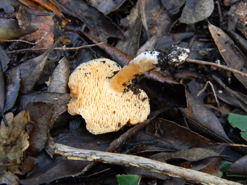 9) Fotogr. il 7.02.2014.sotto macchia Mediterranea