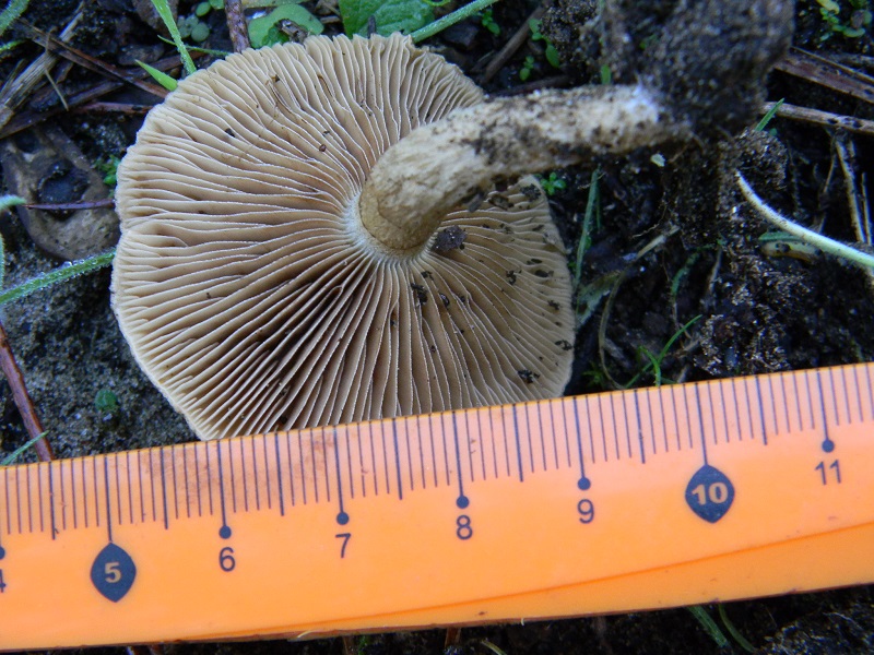 6)Fotogr.il 22.10.2016.sotto pineta marina con Leccio