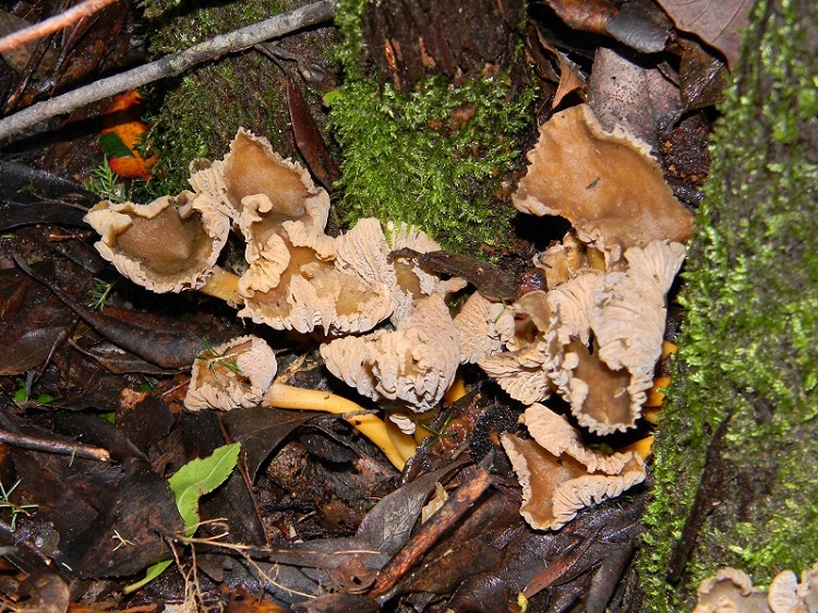 11) Fotogr. il 7.02.2014.sotto macchia Mediterranea.