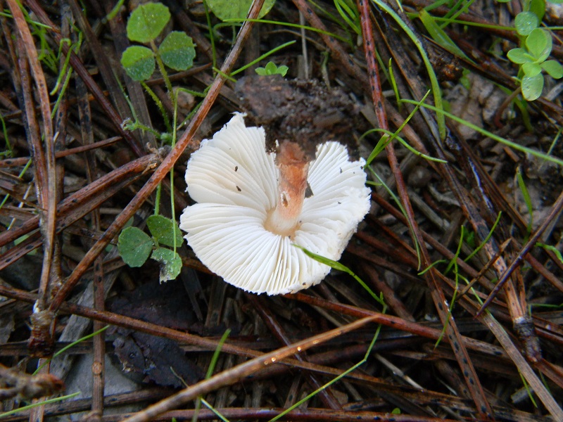 5)Fotgr.il 22.10.2016.sotto pineta marina con Leccio