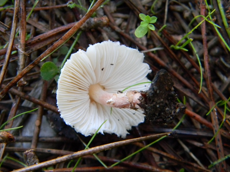 5)Fotgr.il 22.10.2016.sotto pineta marina con Leccio