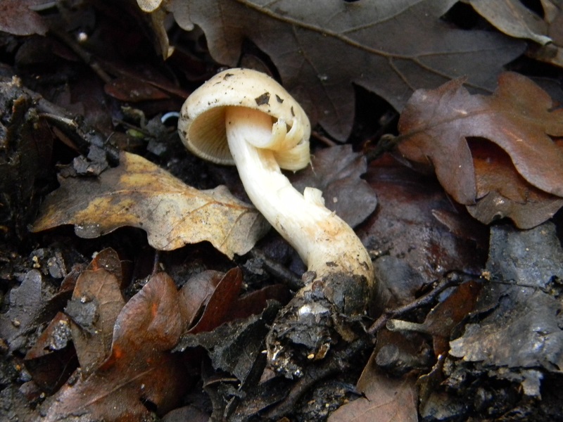 7) Fotogr. il 7.02.2014. sotto macchia Mediterranea