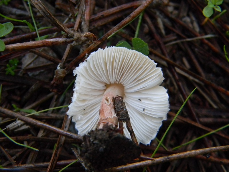 5)Fotgr.il 22.10.2016.sotto pineta marina con Leccio