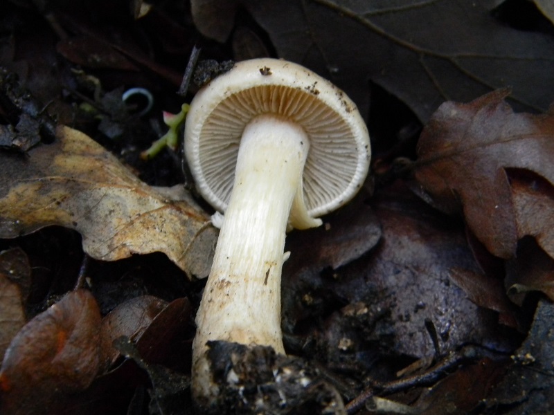 7) Fotogr. il 7.02.2014. sotto macchia Mediterranea