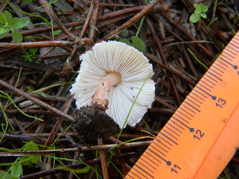 5)Fotgr.il 22.10.2016.sotto pineta marina con Leccio