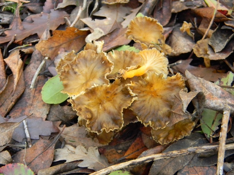 10) Fotogr.il 7.02.2014.sotto macchia Mediterranea