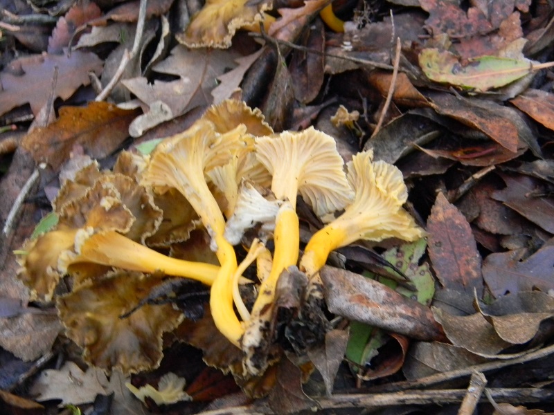 10) Fotogr.il 7.02.2014.sotto macchia Mediterranea