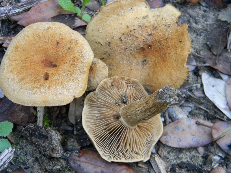 11) Fotogr.il 22.10.2016.sotto Leccio terreno sabbioso