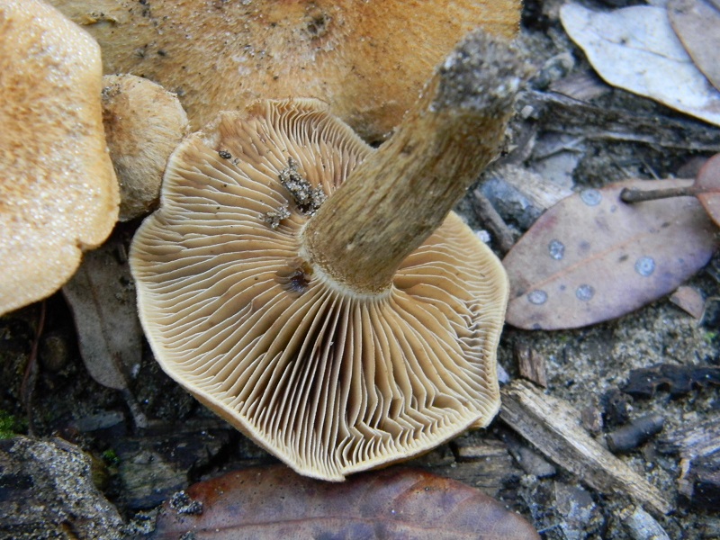 11) Fotogr.il 22.10.2016.sotto Leccio terreno sabbioso