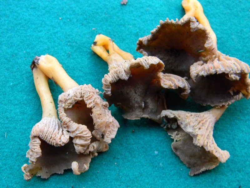 11) Fotogr. il 7.02.2014.sotto macchia Mediterranea.