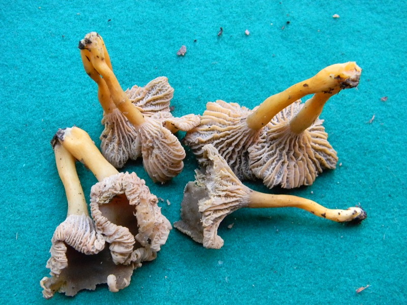 11) Fotogr. il 7.02.2014.sotto macchia Mediterranea.