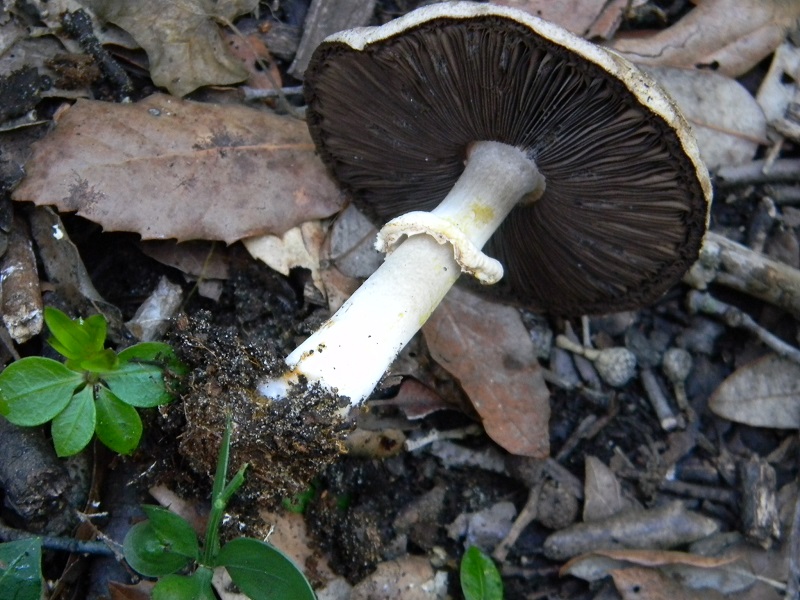 20) Fotogr.il 22.10.2016.sotto Leccio terreno sabbioso