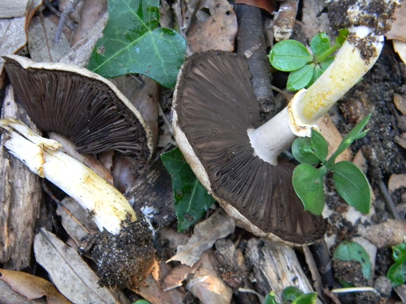 20) Fotogr.il 22.10.2016.sotto Leccio terreno sabbioso