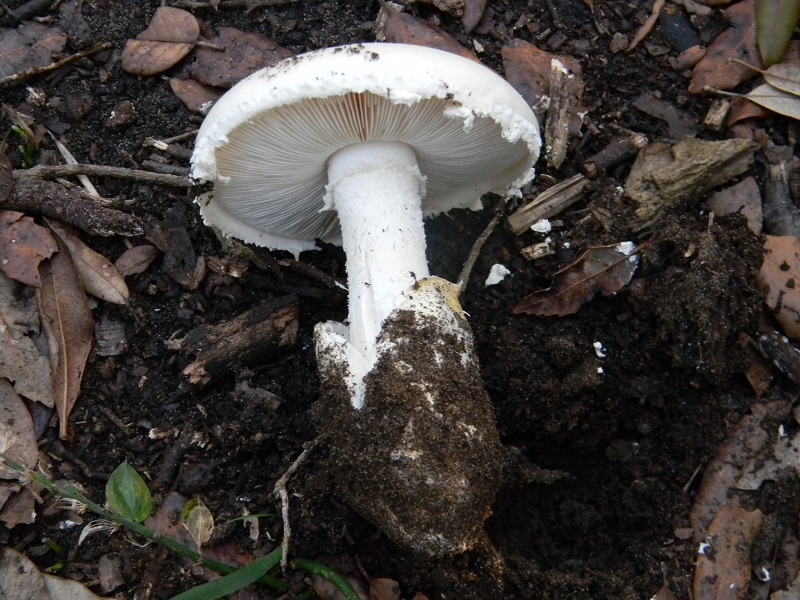 17) Fotogr.il 22.10.2016.sotto Leccio terreno sabbioso