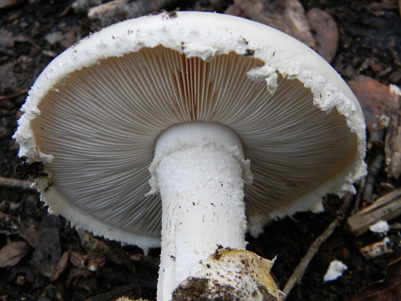 17) Fotogr.il 22.10.2016.sotto Leccio terreno sabbioso