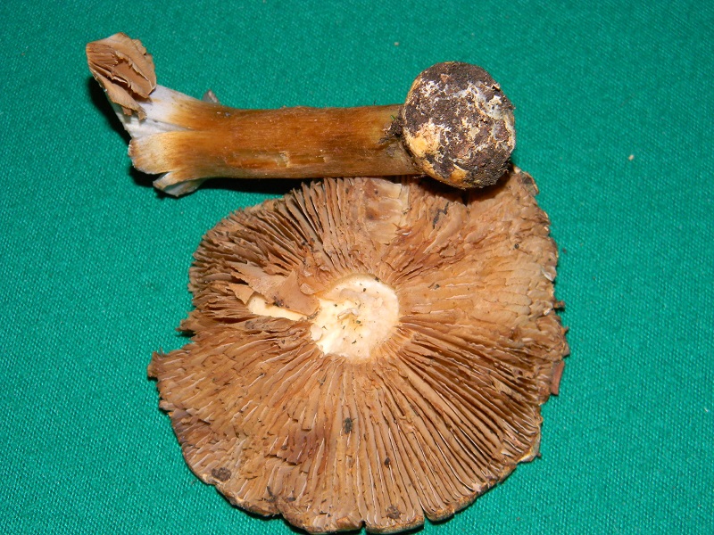 2) Fotogr. il 7.02.2014.sotto macchia Mediterranea