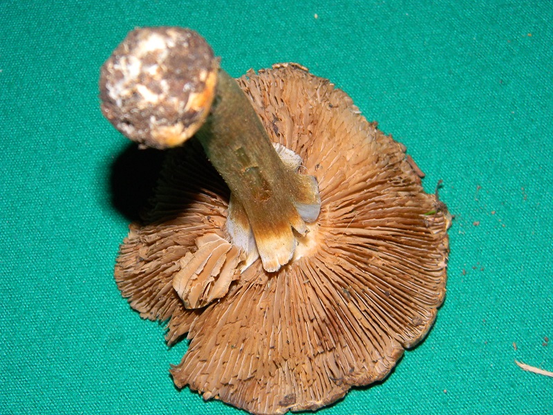 2) Fotogr. il 7.02.2014.sotto macchia Mediterranea