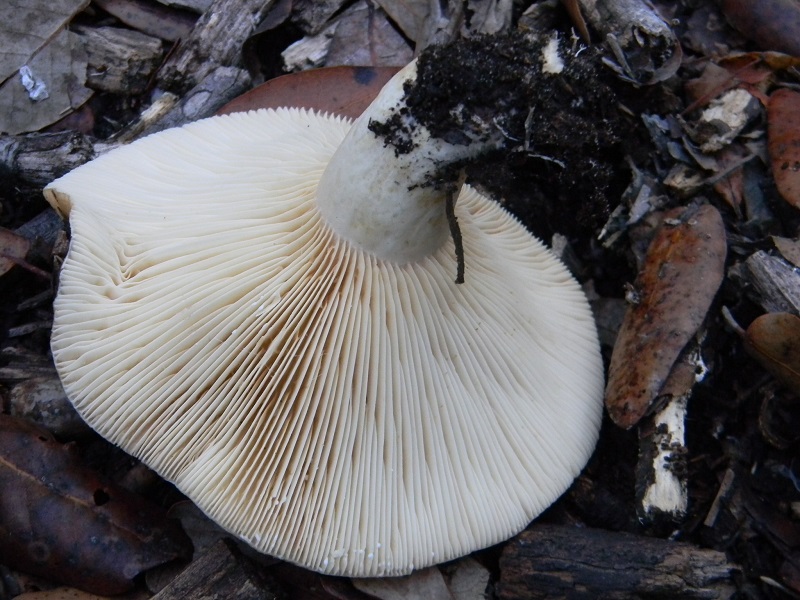 18) Fotogr.il 22.10.2016.sotto Leccio terreno sabbioso