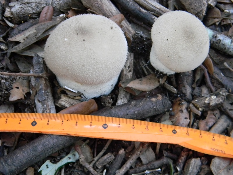 15) Fotogr.il 22.10.2016.sotto Leccio terreno sabbioso