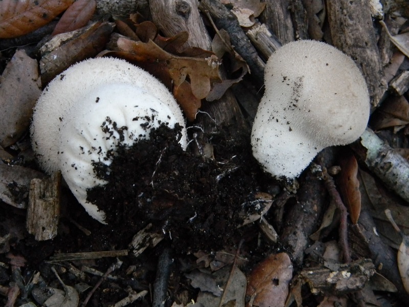 15) Fotogr.il 22.10.2016.sotto Leccio terreno sabbioso