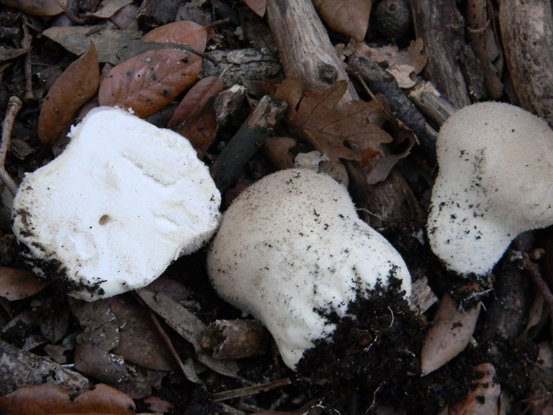 15) Fotogr.il 22.10.2016.sotto Leccio terreno sabbioso