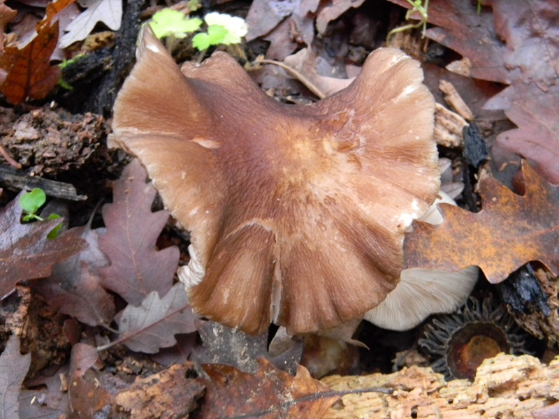 40) Ultimo ritrov.del 29.11.2014.sotto Quercia lignicolo