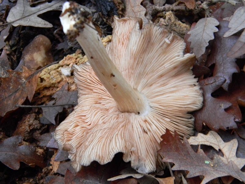 40) Ultimo ritrov.del 29.11.2014.sotto Quercia lignicolo