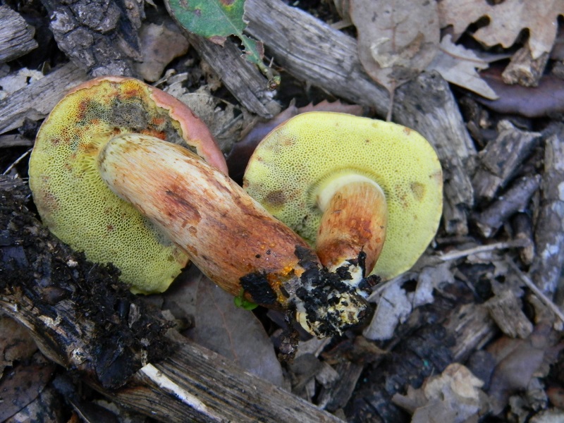 16) Fotogr.il 22.10.2016.sotto Leccio terreno sabbioso