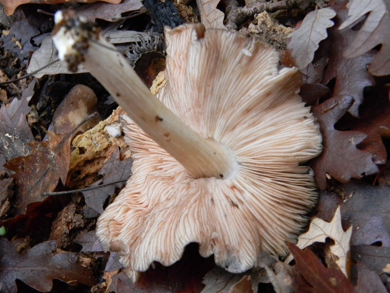 40) Ultimo ritrov.del 29.11.2014.sotto Quercia lignicolo