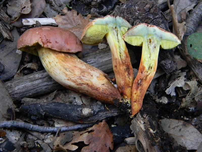 16) Fotogr.il 22.10.2016.sotto Leccio terreno sabbioso