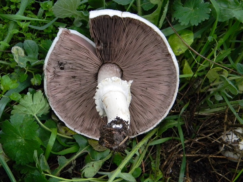 12) Fotogr.11.02.2014. sotto pineta con Leccio