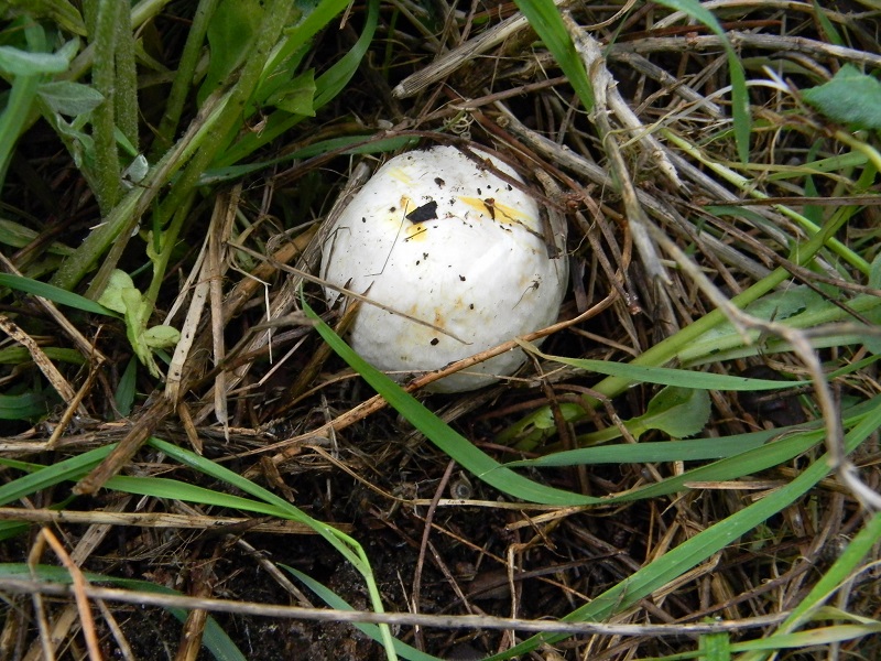 12) Fotogr.11.02.2014. sotto pineta con Leccio