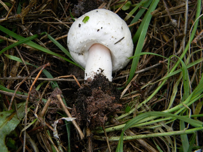 12) Fotogr.11.02.2014. sotto pineta con Leccio