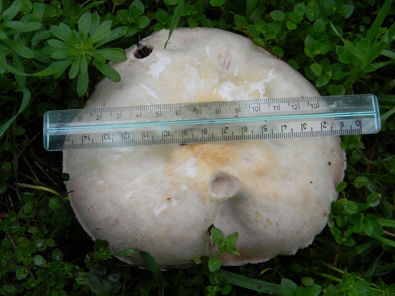 12) Fotogr.11.02.2014. sotto pineta con Leccio