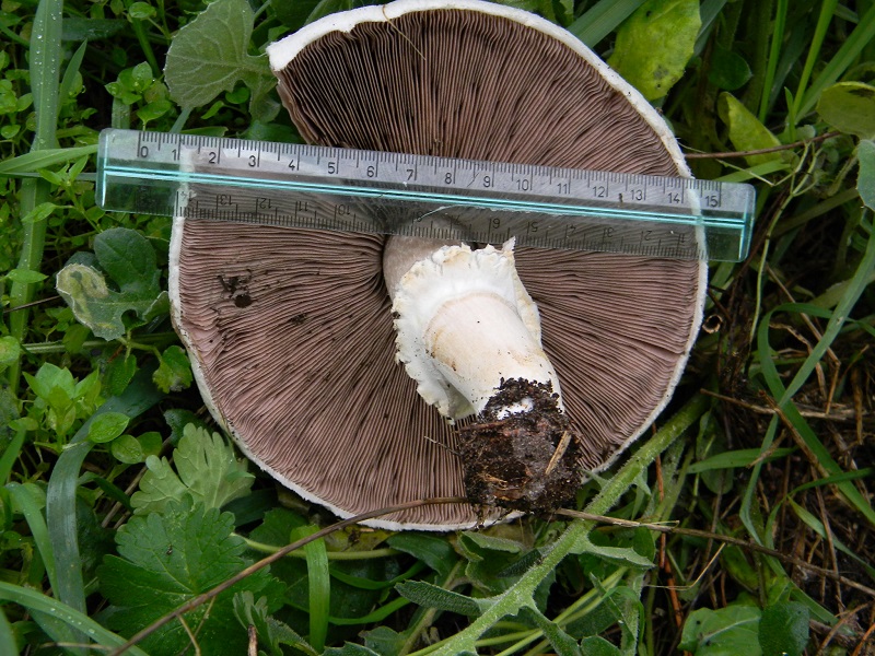 12) Fotogr.11.02.2014. sotto pineta con Leccio