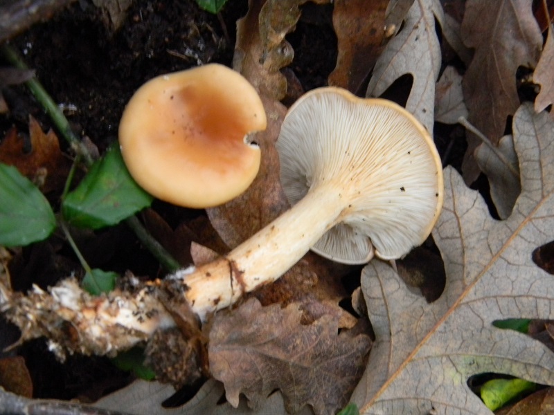 33) Fotogr.il 29.11.2014.sotto Quercia