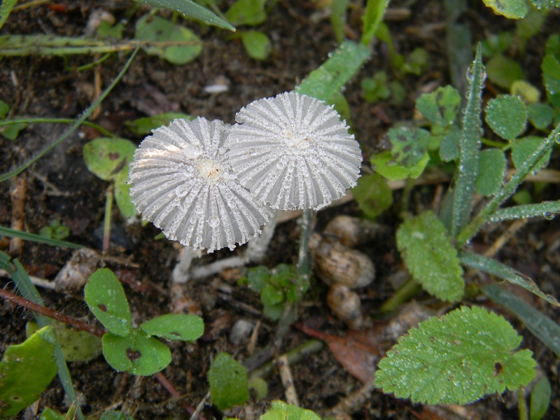 22)Fotogr.il 22.10.2016.sotto Leccio terreno sabbioso