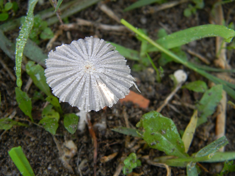 22)Fotogr.il 22.10.2016.sotto Leccio terreno sabbioso