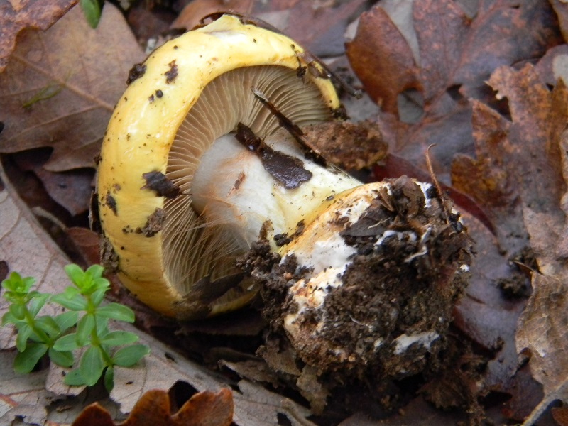 39) Fotogr.il 29.11.2014.sotto Quercia